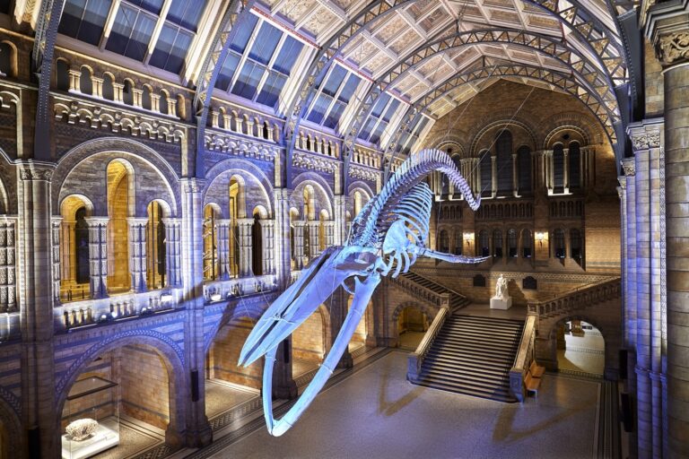 The Natural History Museum